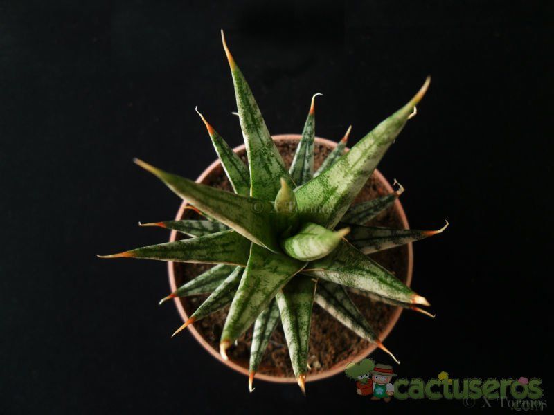 A photo of Sansevieria francisii