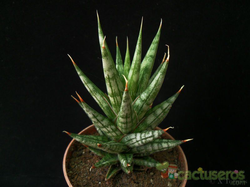 A photo of Sansevieria francisii