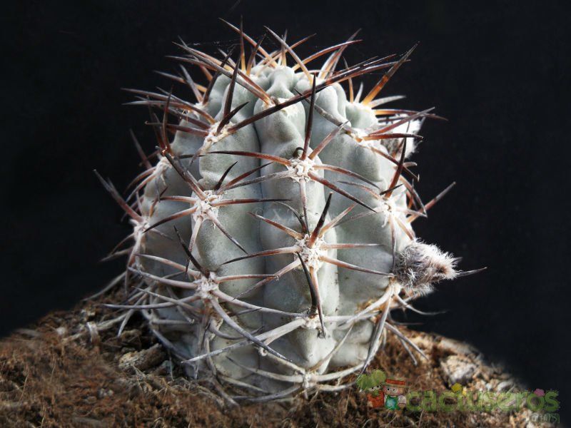 A photo of Echinopsis thionantha ssp. glauca