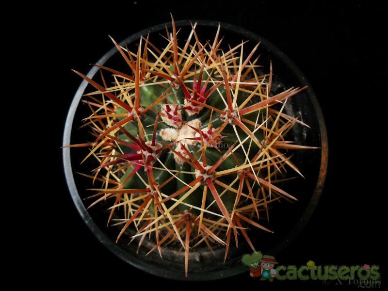 Una foto de Ferocactus chrysacanthus