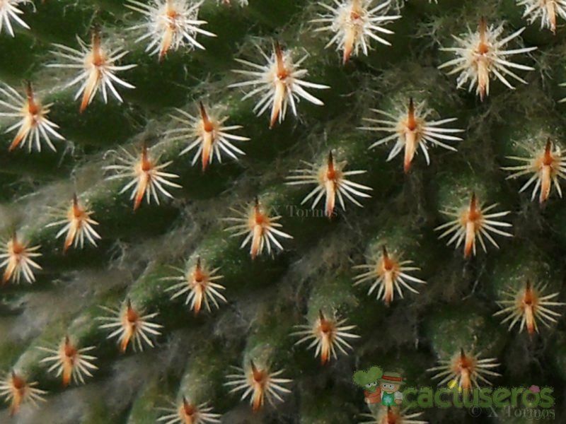 Una foto de Mammillaria crucigera ssp. tlalocii