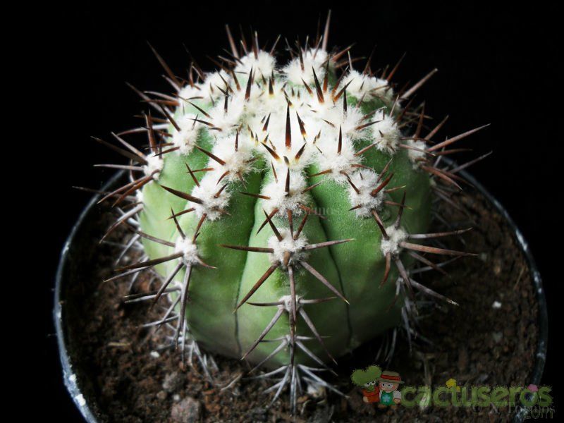 Una foto de Copiapoa calderana