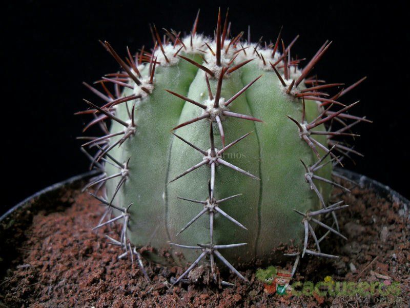 Una foto de Copiapoa calderana