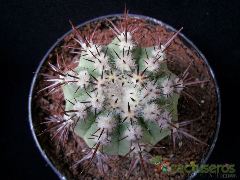Una foto de Copiapoa calderana
