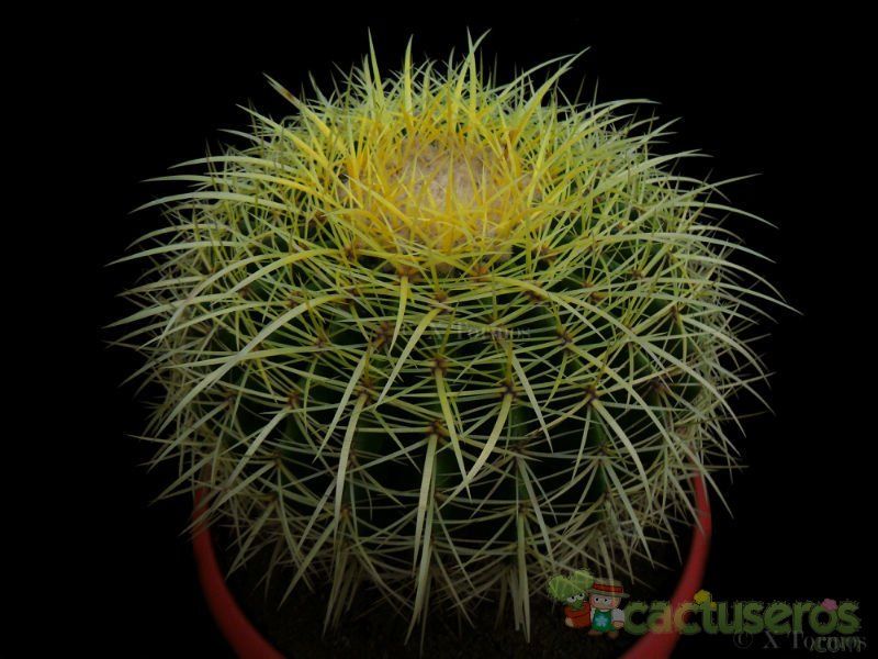 Una foto de Echinocactus grusonii