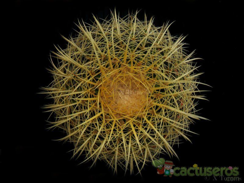 Una foto de Echinocactus grusonii
