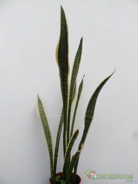 A photo of Sansevieria trifasciata