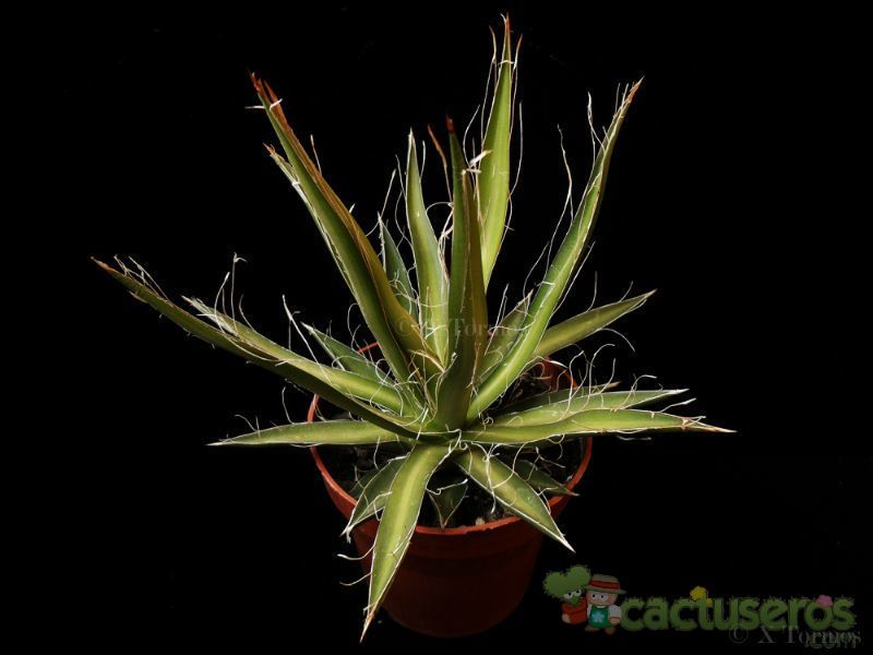 A photo of Agave schidigera