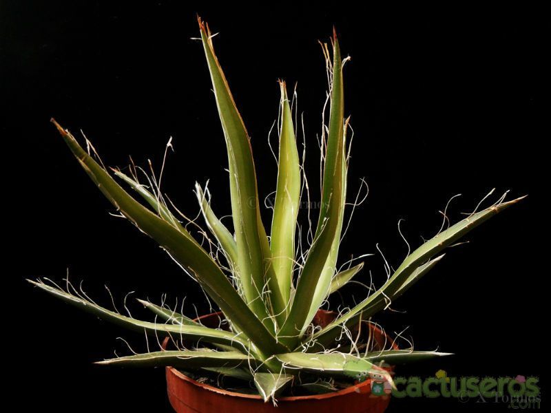 A photo of Agave schidigera