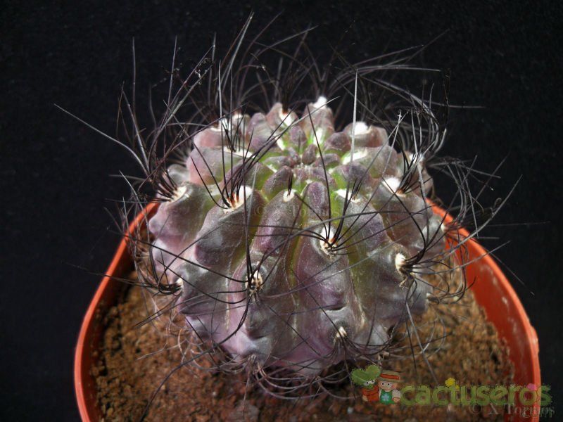 Una foto de Eriosyce crispa