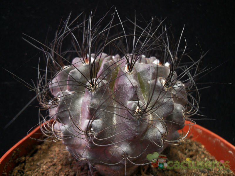 Una foto de Eriosyce crispa