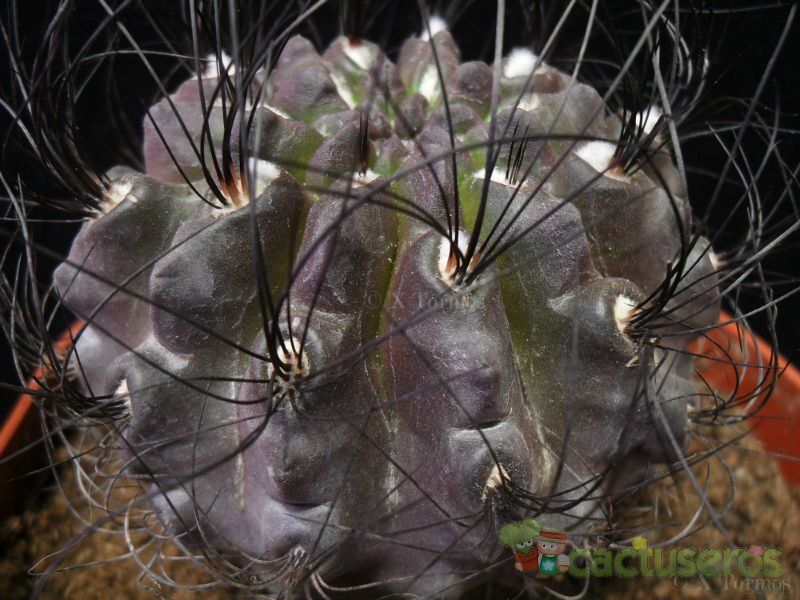 Una foto de Eriosyce crispa