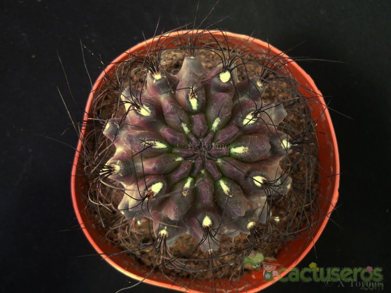 Una foto de Eriosyce crispa