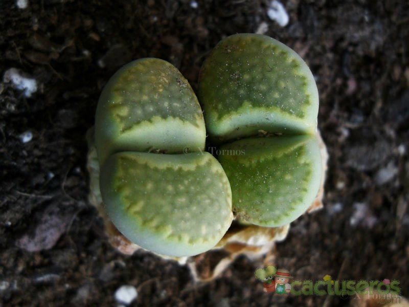 Una foto de Lithops julii ssp. fulleri var. fulleri fma. Fullergreen