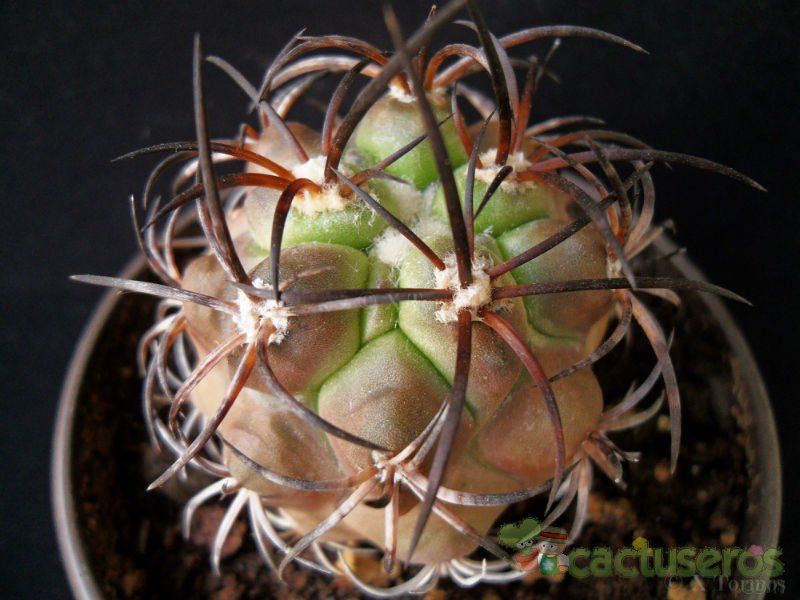 A photo of Copiapoa coquimbana