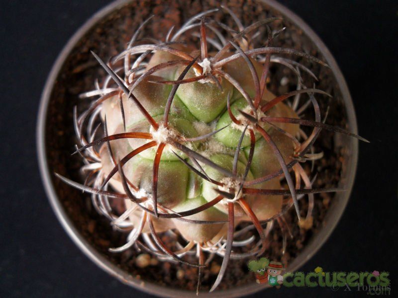 A photo of Copiapoa coquimbana