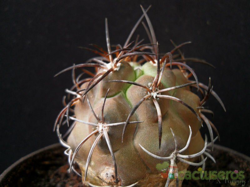 A photo of Copiapoa coquimbana