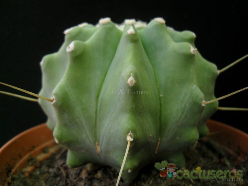 A photo of Ferocactus glaucescens fma. inermis