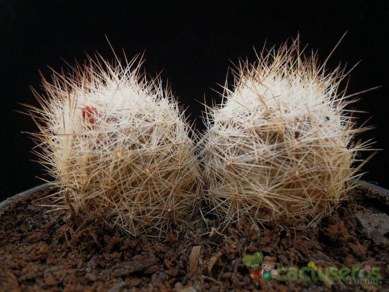 Una foto de Escobaria duncanii
