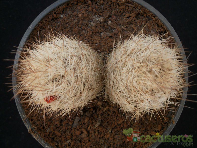 Una foto de Escobaria duncanii
