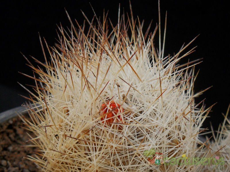 Una foto de Escobaria duncanii