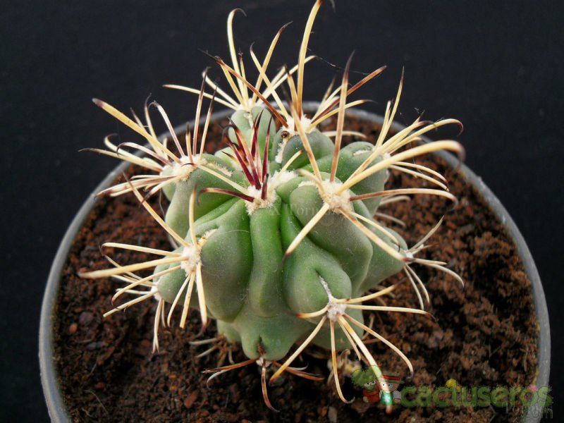 A photo of Sclerocactus uncinatus