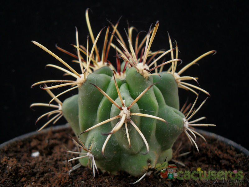 A photo of Sclerocactus uncinatus