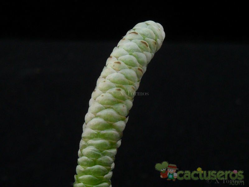 Una foto de Anacampseros albissima
