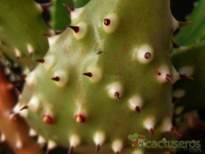 Una foto de Aloe aculeata