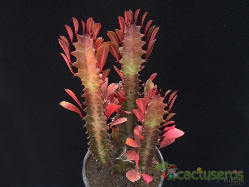 A photo of Euphorbia trigona var. rubra