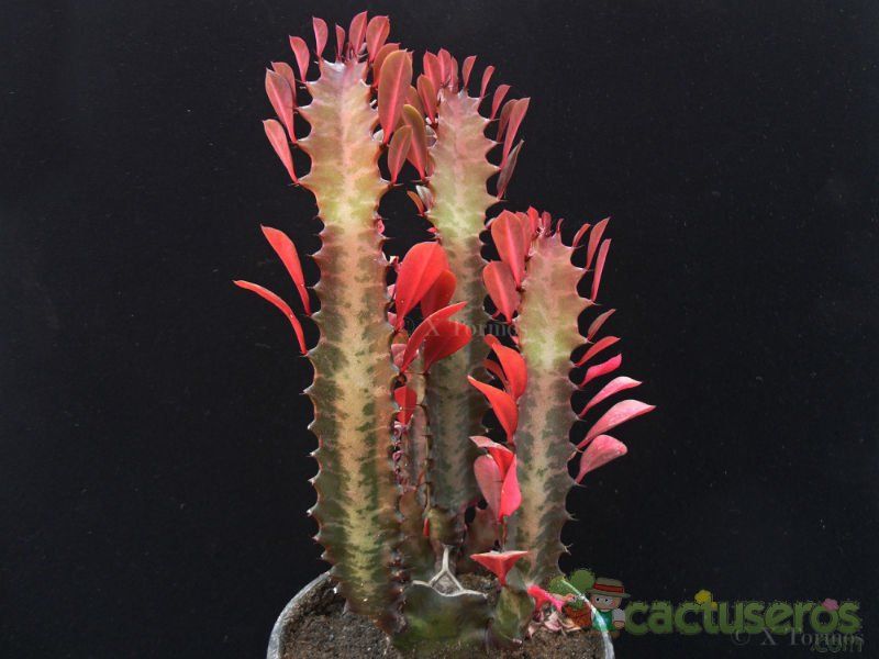 A photo of Euphorbia trigona var. rubra