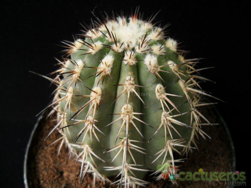 A photo of Eriosyce islayensis