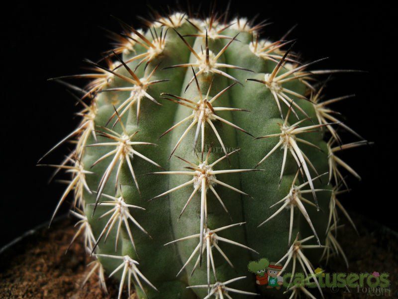 A photo of Eriosyce islayensis