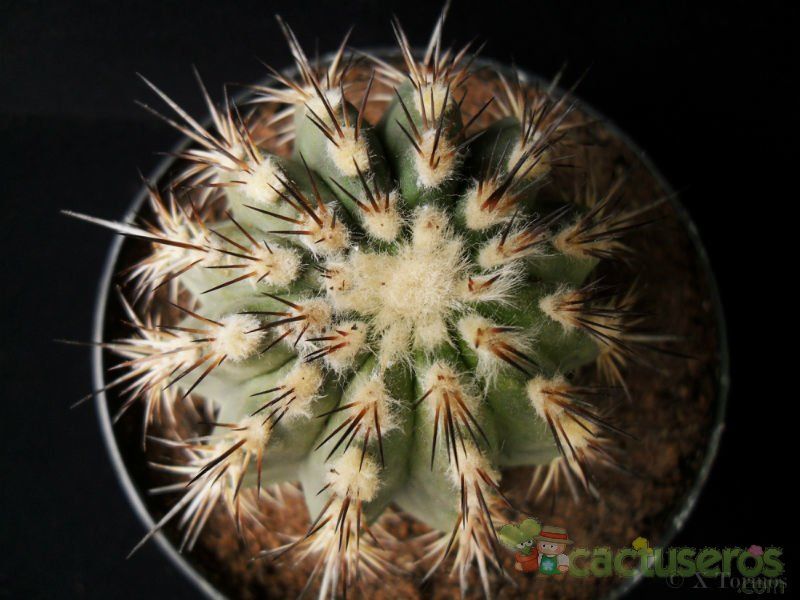 A photo of Eriosyce islayensis