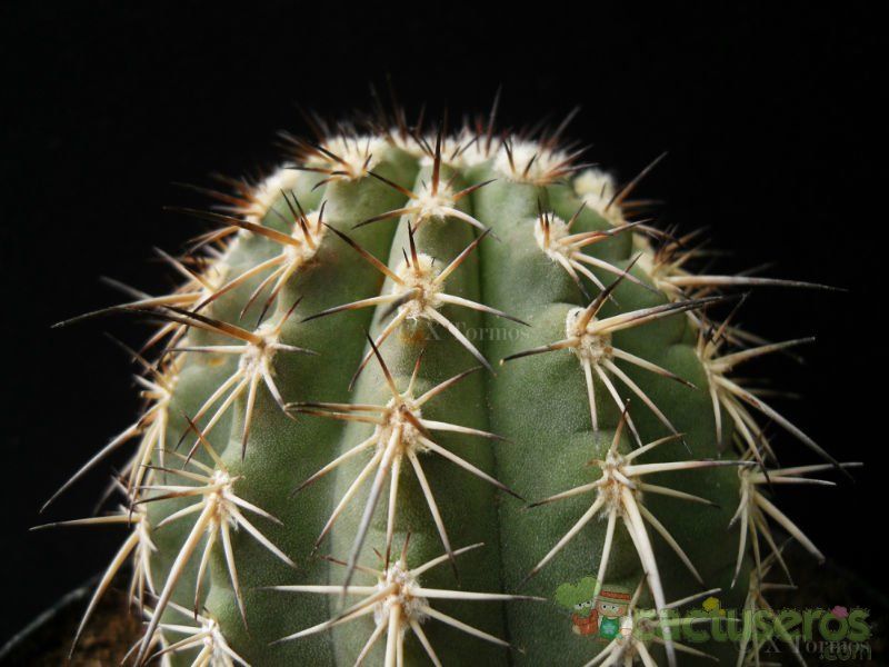 A photo of Eriosyce islayensis