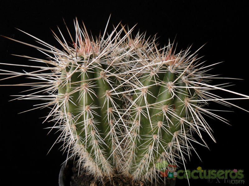 A photo of Carnegiea gigantea