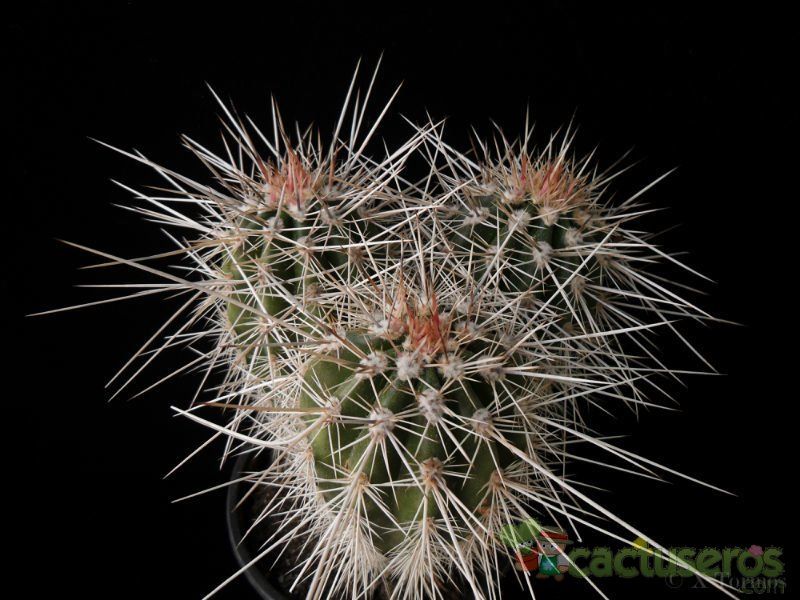 A photo of Carnegiea gigantea