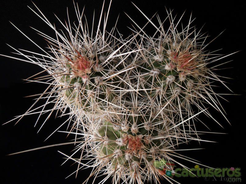 A photo of Carnegiea gigantea