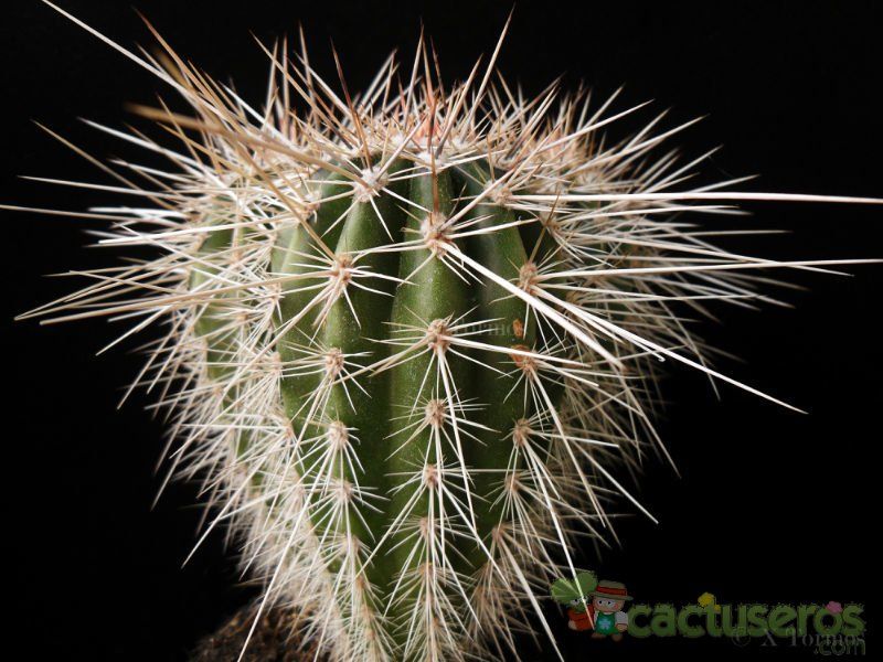 A photo of Carnegiea gigantea