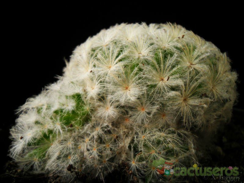 Una foto de Mammillaria plumosa
