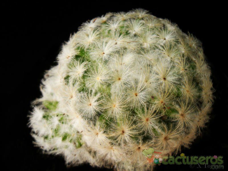 Una foto de Mammillaria plumosa