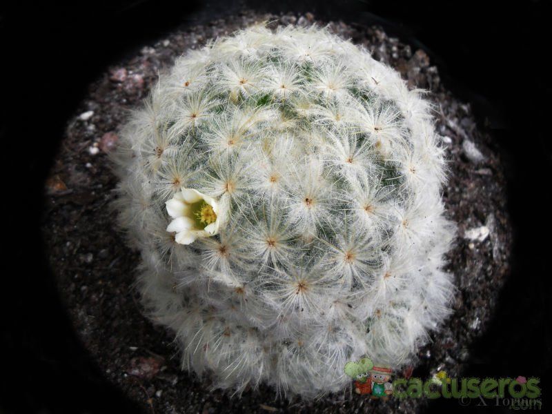 Una foto de Mammillaria plumosa