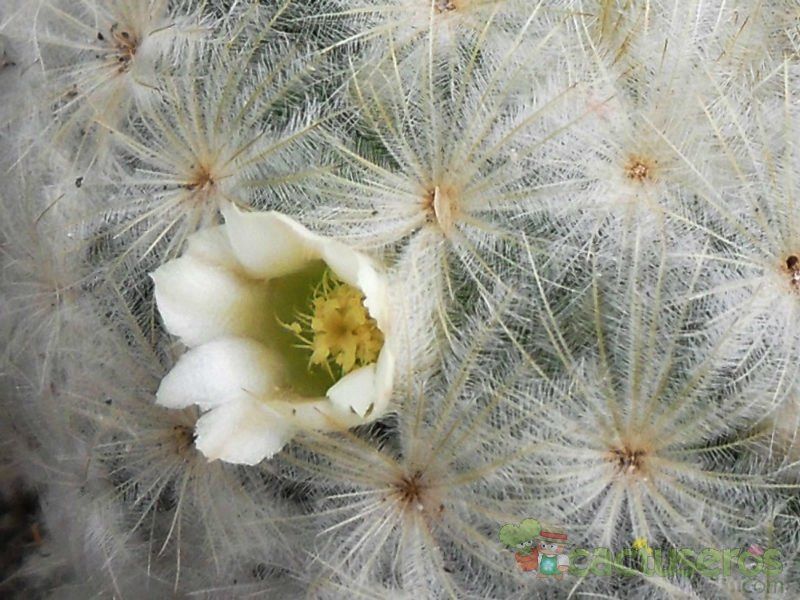 Una foto de Mammillaria plumosa