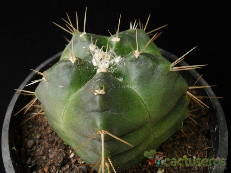 A photo of Echinocereus knippelianus