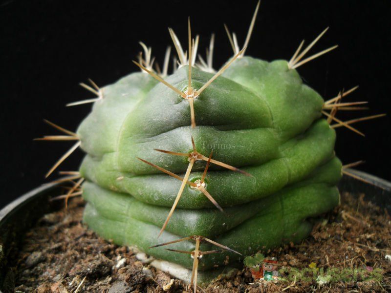 A photo of Echinocereus knippelianus