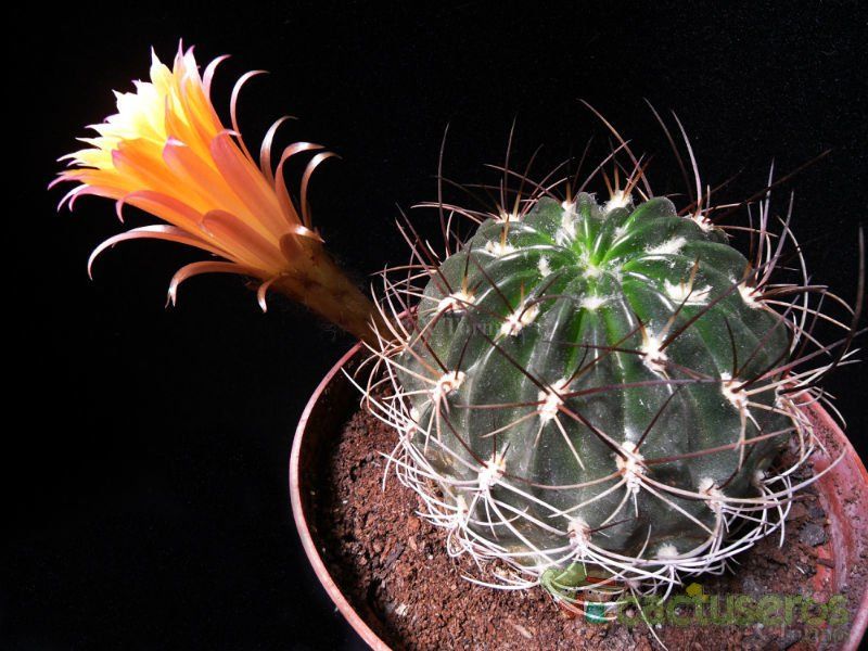 A photo of Echinopsis pampana