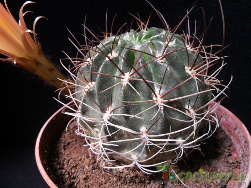A photo of Echinopsis pampana