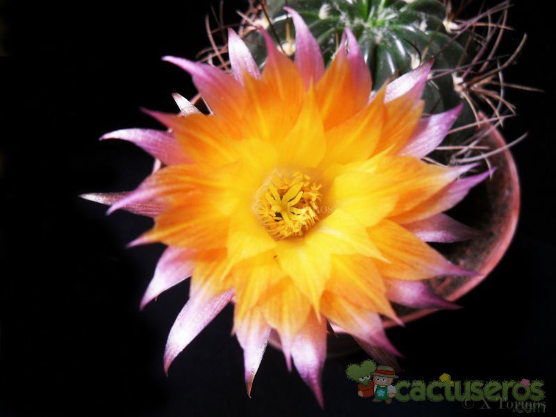 A photo of Echinopsis pampana