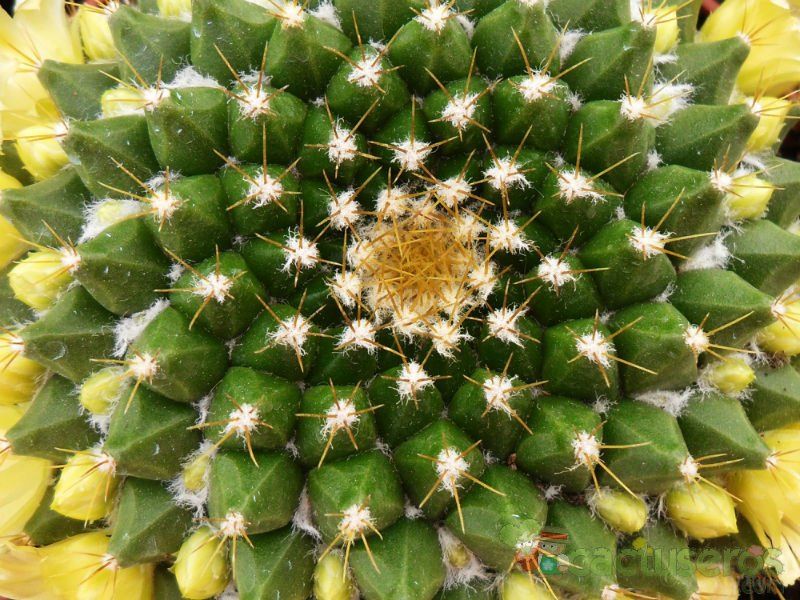 Una foto de Mammillaria marksiana
