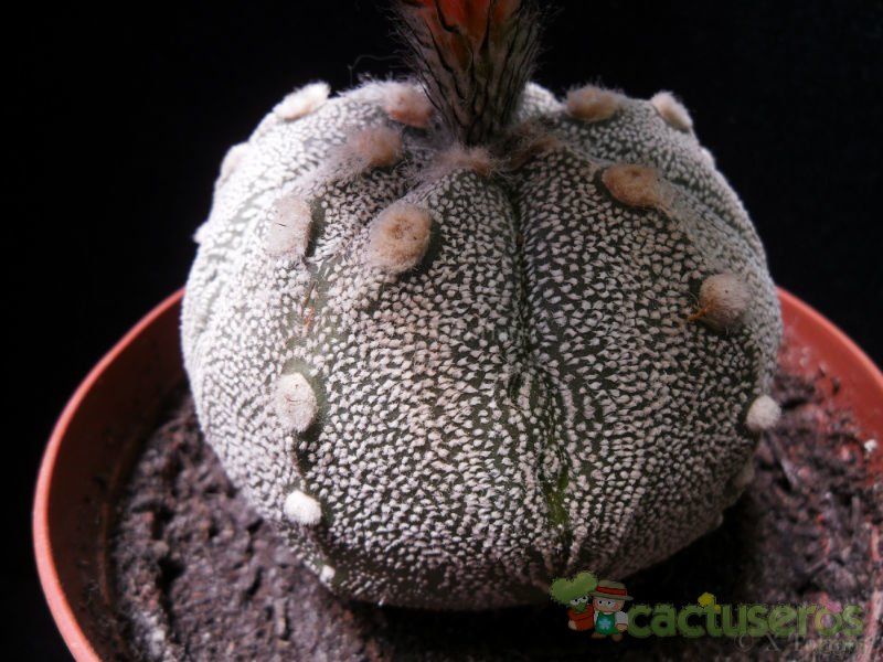 Una foto de Astrophytum hybrid MY-AS